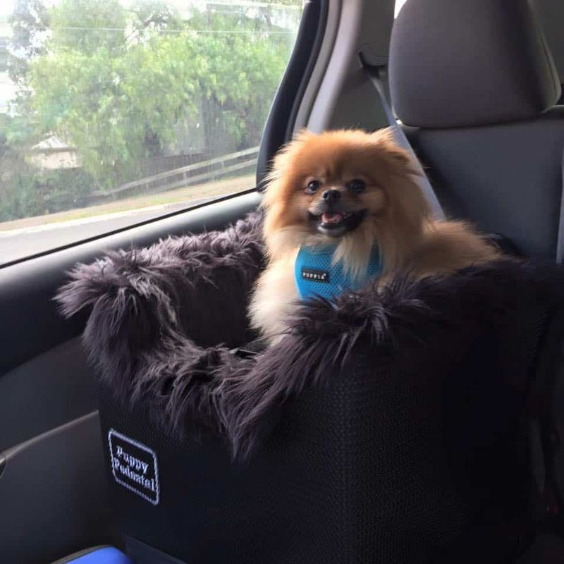Pomeranian