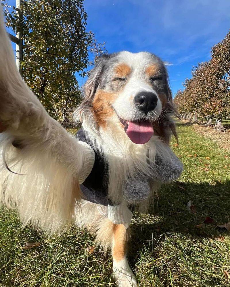 Australian Shepherd
