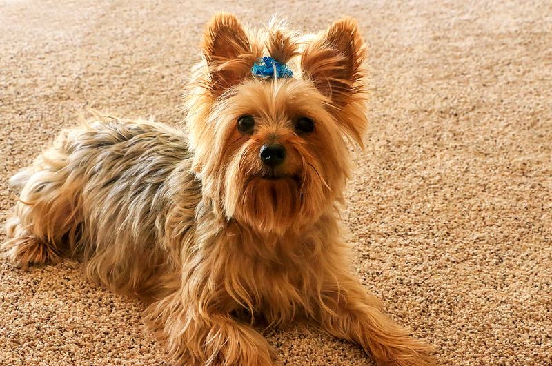 Yorkshire Terrier