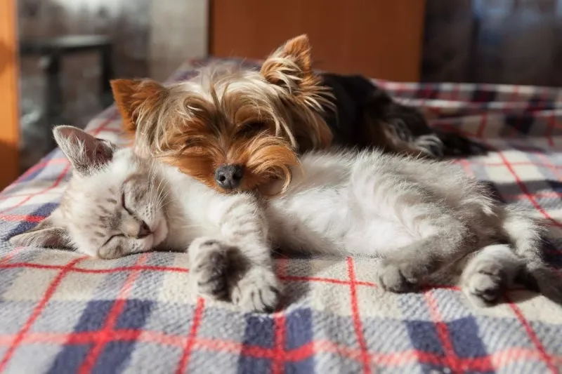 Yorkshire Terrier