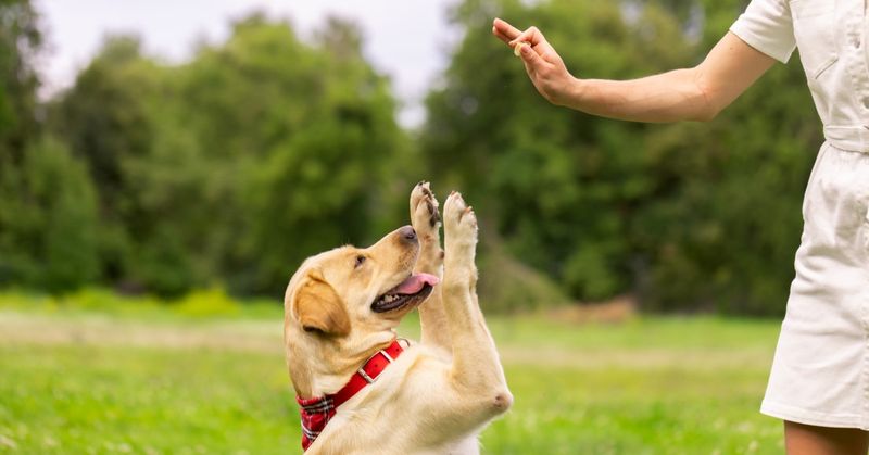 Your Commands and Gestures