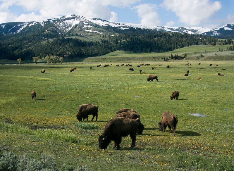 Bison Encounters