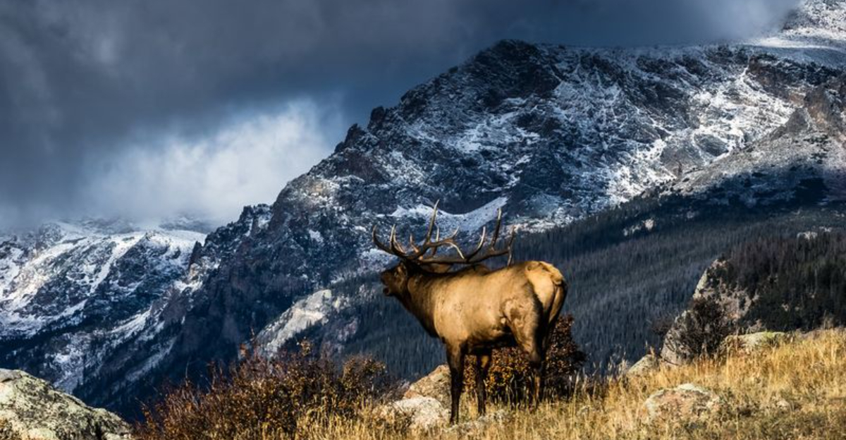 You’re Forbidden to Approach Wild Animals in U.S. National Parks ...