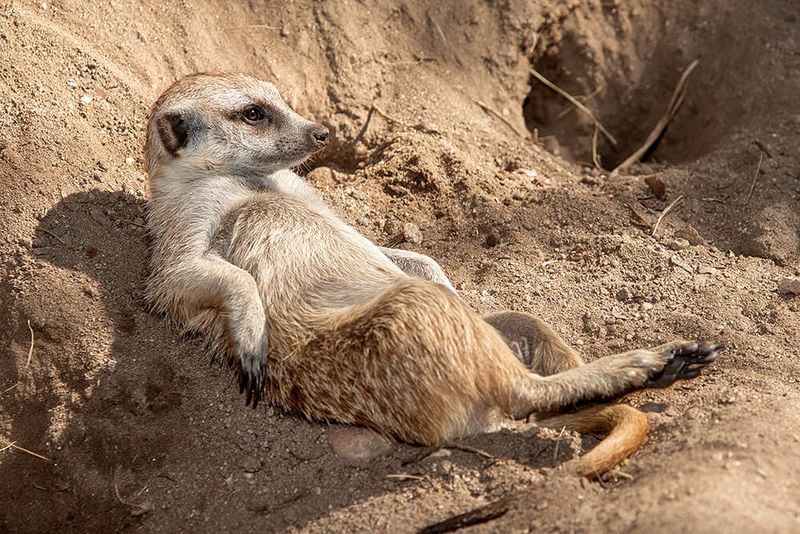 Meerkat