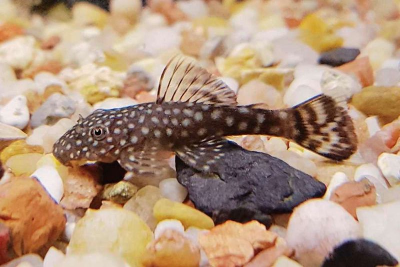 Plecostomus (Pleco)