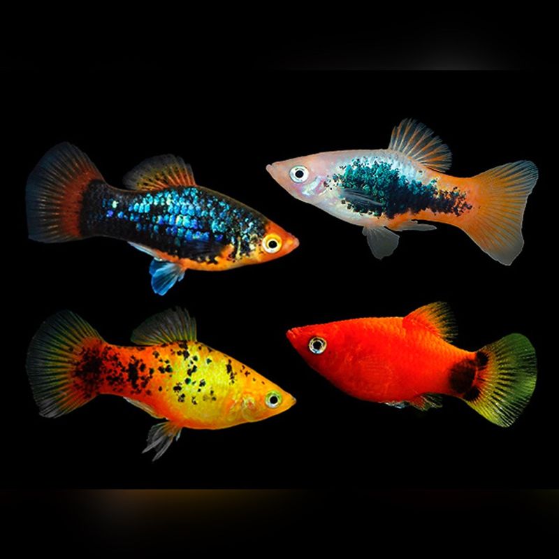 Platies