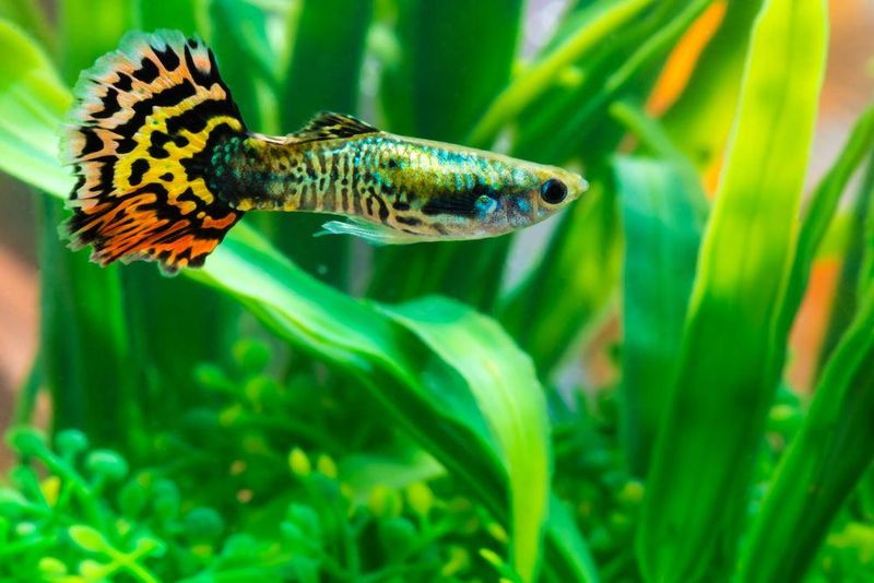 Guppies