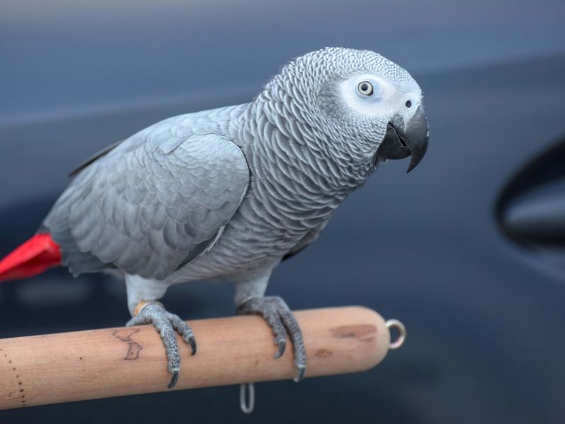 African Grey Parrot