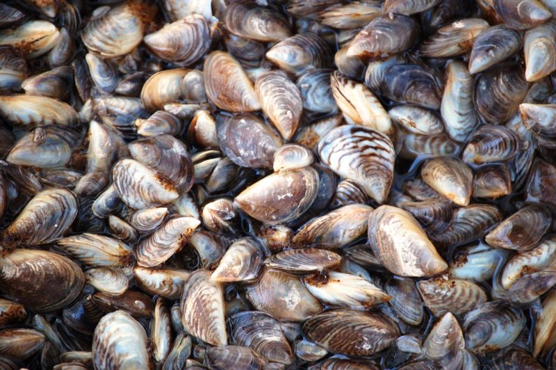 Zebra Mussel