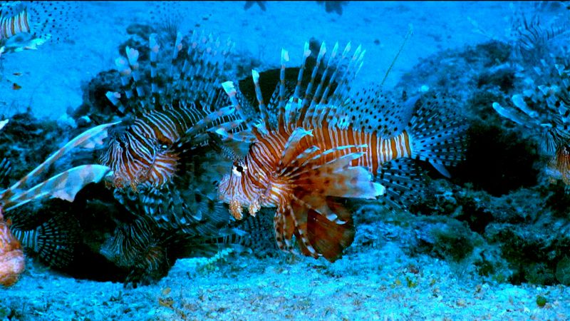 Lionfish (Invasive)