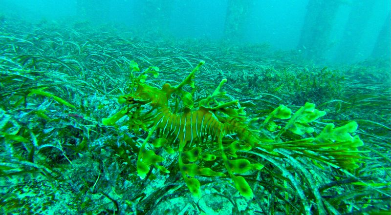 Leafy Sea Dragon