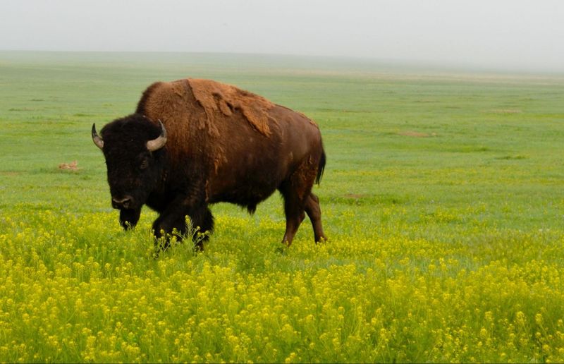 Bison