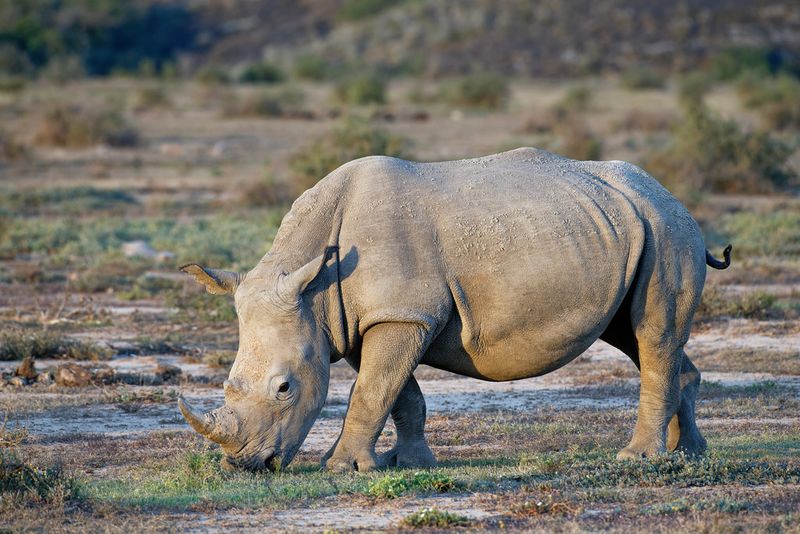 Rhinoceros: Ancient Behemoths