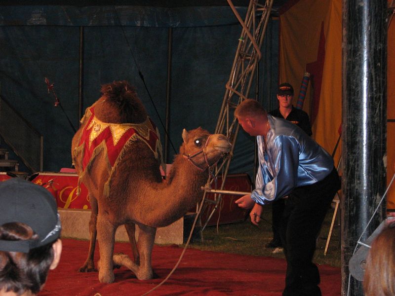 Camels