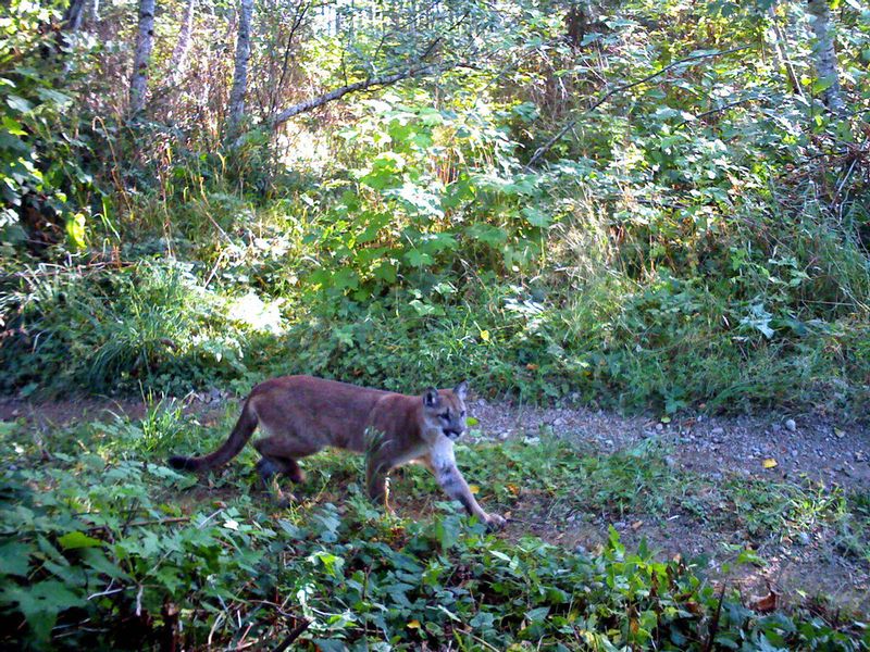 Olympic National Park, Washington