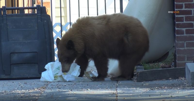 Neighborhood's Bear Encounters