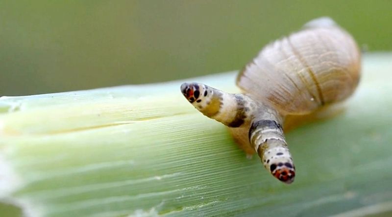 Zombie Snails