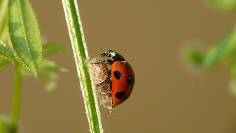 Zombie Ladybugs