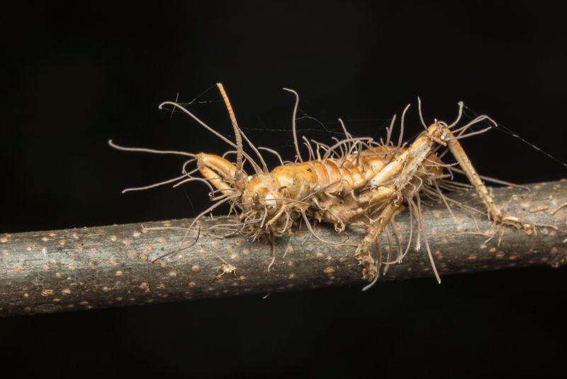 Zombie Crickets