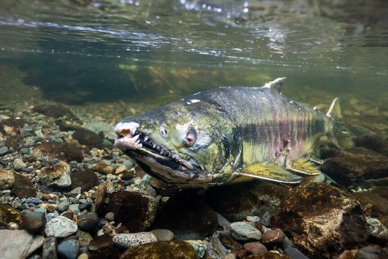Zombie Fish