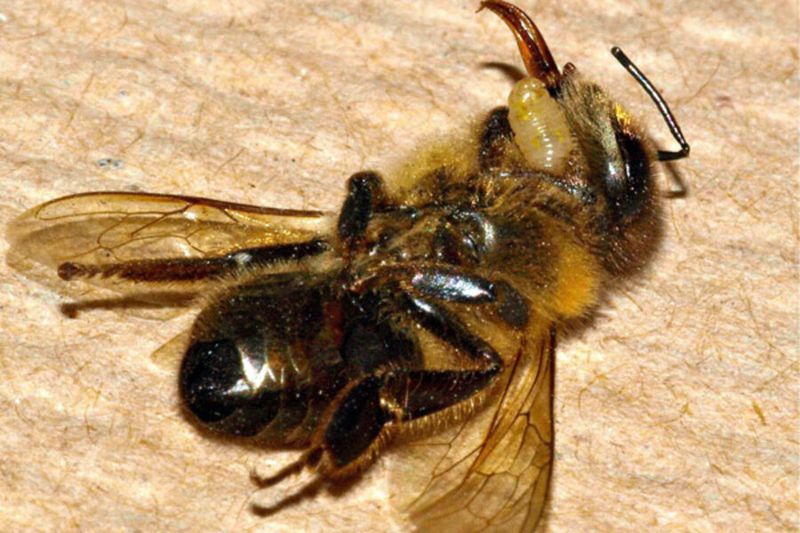 Zombie Bees