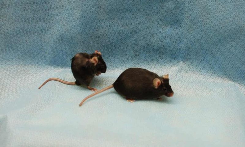Zombie Mice