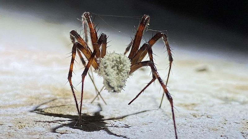 Zombie Spiders