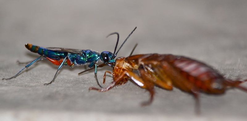 Zombie Cockroaches