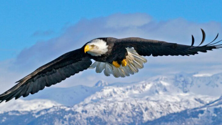 Aerodynamics in Nature: How Birds Inspired the Design of Planes
