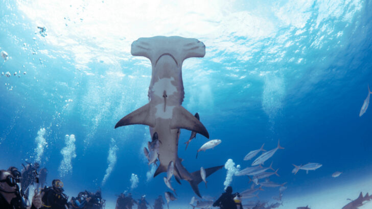 13 Amazing Places to Experience Hammerhead Shark Dives
