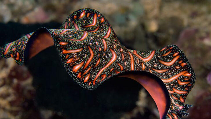 14 Animals That Live Without a Brain
