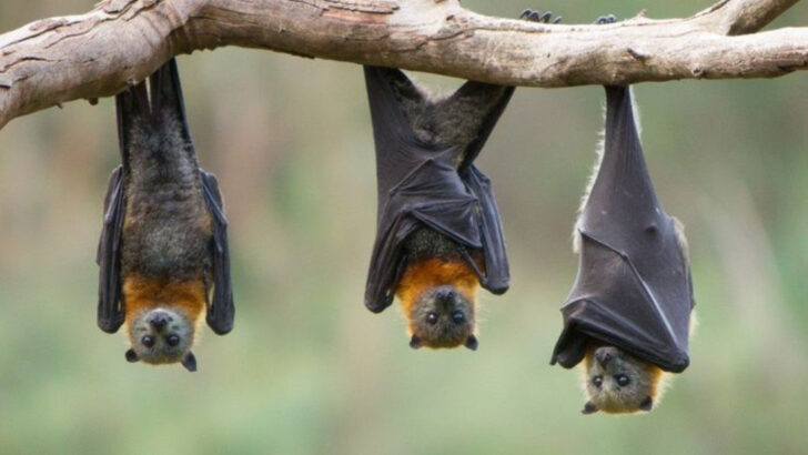 15 Animals That Spread Dangerous Diseases to Humans