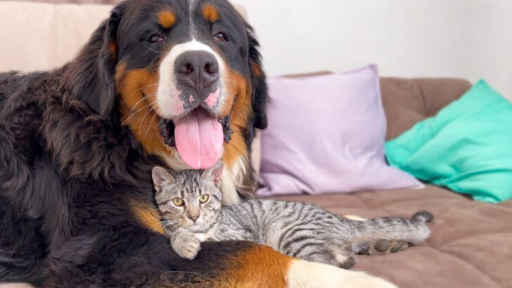 Dogs and Cats Under One Roof? 15 Breeds That Struggle—and 12 That Thrive Together