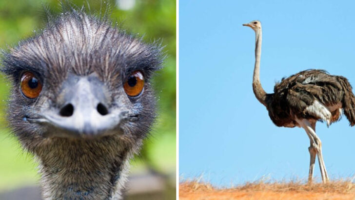 Emu vs. Ostrich: Here Are 15 Differences You Should Know