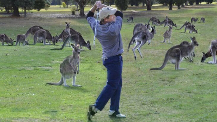 Golf Gone Wild: 13 Crazy Animal Encounters You Have to See