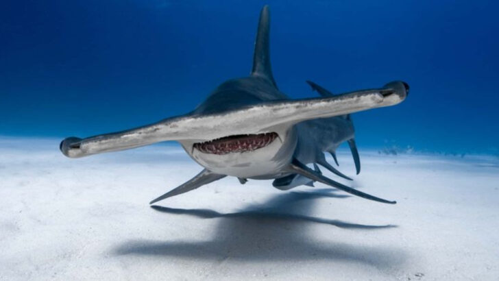 18 Incredible Examples of Asexual Reproduction in Animals