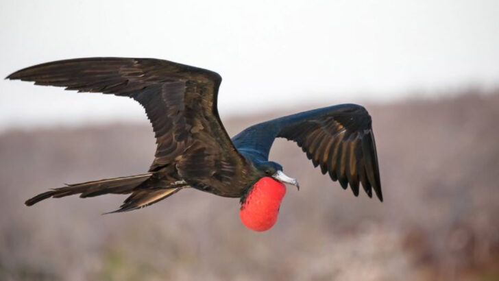 Meet the Magnificent Frigatebird—The Bird That Doesn’t Land for Days