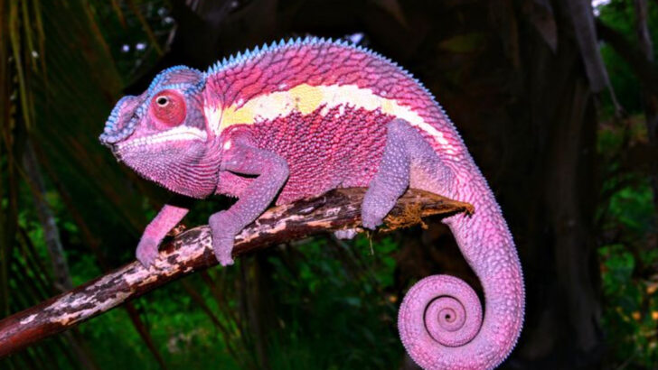 15 Most Eye-Catching Animals in the Animal Kingdom