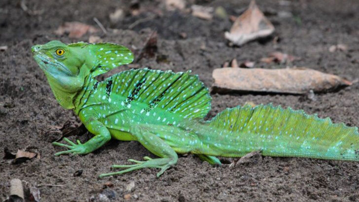 Nature’s Coolest: 17 Cold-Blooded Animals That Will Surprise You