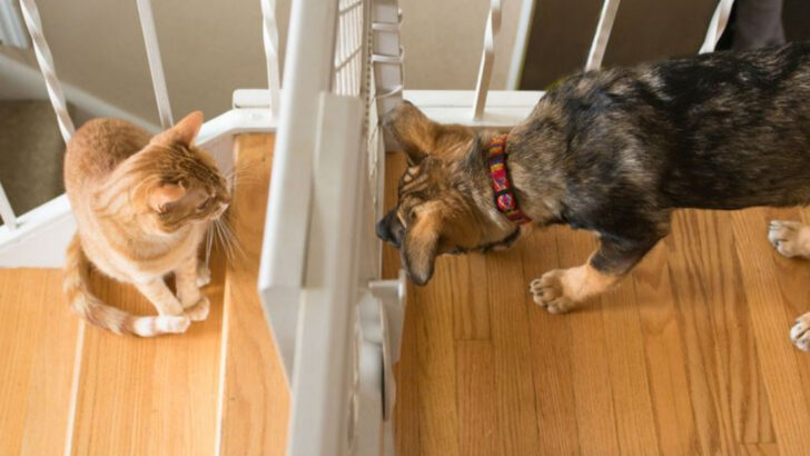 Want a Dog and Cat Who Cuddle? Start With These 11 Training Tricks
