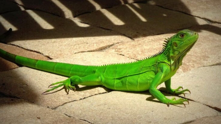 Is Your Iguana Living Its Best Life? 9 Signs of a Truly Happy Lizard