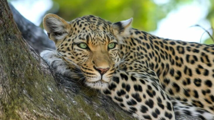 Solo Stars and Social Butterflies: 14 Independent Animals and 12 That Need a Crowd