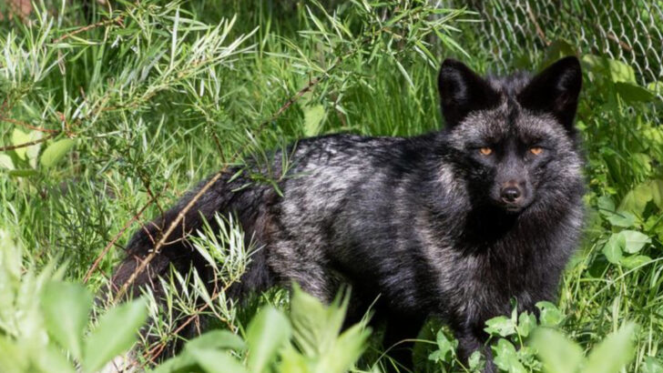 12 Stunning Black Fox Sightings You Won’t Believe Were Caught on Camera