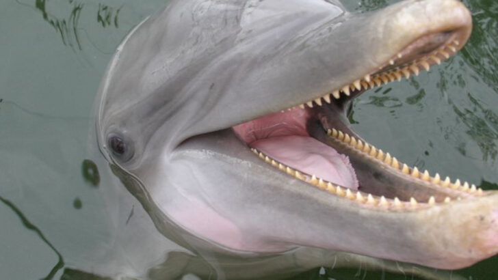 These 16 Animals Have More Teeth Than You’d Expect