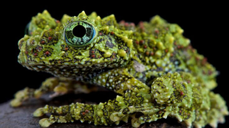These 12 Frogs Look Too Strange to Be Real—But They Are