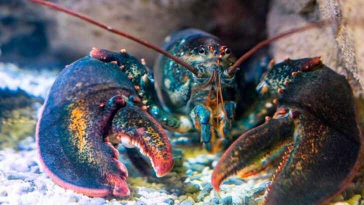 12 Weird and Wonderful Facts About Lobsters That Will Surprise You