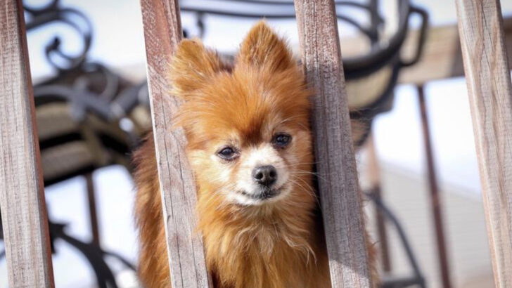 Where Do Dogs Find Homes? 13 States with Highest and 10 with Lowest Adoption Rates