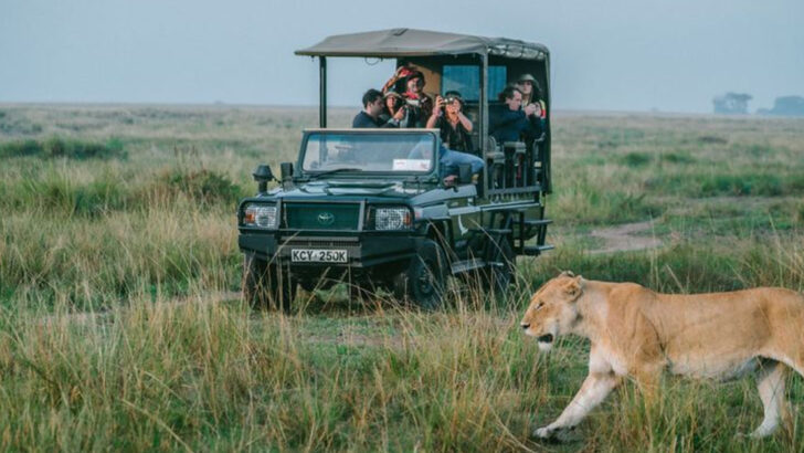 Why Lions Don’t Attack Tourists on Safari: 12 Key Reasons