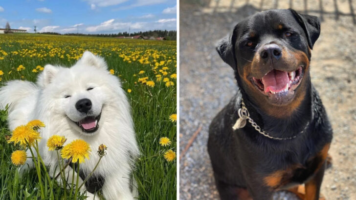 Why Some Dogs Cost Thousands: 13 Pricey Breeds vs. 13 Budget-Friendly Favorites