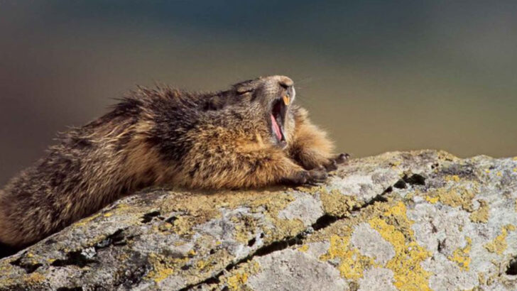 Winter Sleepers: 20 Animals That Hibernate Through the Cold Months